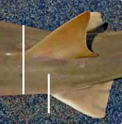 Pristis pristis_03.jpg